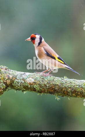 Cardellino [ Carduelis carduelis ] sui licheni ramo coperti Foto Stock