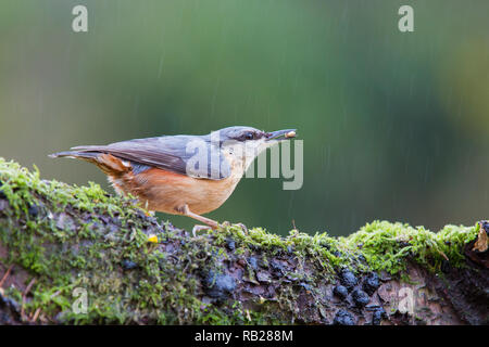 Picchio muratore [ Sitta europaea ] sul ramo di albero sotto la pioggia Foto Stock