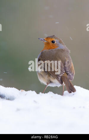 Robin [ Erithacus rubecula ] nella neve Foto Stock