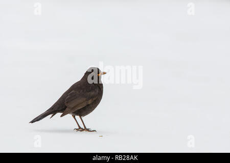 I capretti Blackbird [ Turdus merula ] sulla neve Foto Stock