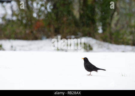 Merlo maschio [ Turdus merula ] nella neve Foto Stock