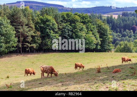 Shaggy Highland scozzesi bovini su un prato soleggiato. Foto Stock