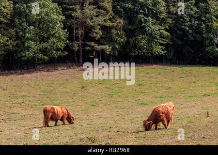 Shaggy Highland scozzesi bovini su un prato soleggiato. Foto Stock