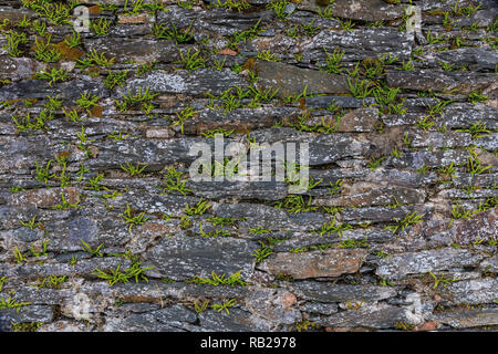 Vista ingrandita di un campo rustico muro di pietra con felci crescente da esso. Foto Stock