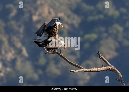 Aquila calva coniugata al Los Angeles montagne Foto Stock