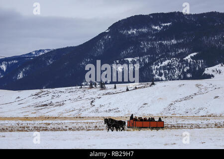 Slitta trainata da cavalli ride in Jackson, Wyoming su neve invernale presso il National Elf rifugio Foto Stock