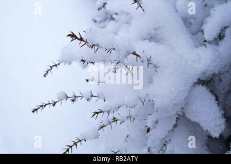 Rami di ginepro coperto di neve bianca su una giornata invernale Foto Stock