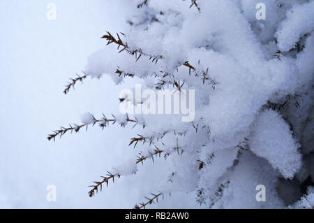 Rami di ginepro coperto di neve bianca su una giornata invernale Foto Stock