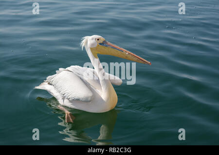 Bianco orientale pelican, Great White pelican, Pelecanus onocrotalus, Walvis Bay costa, Namibia Foto Stock