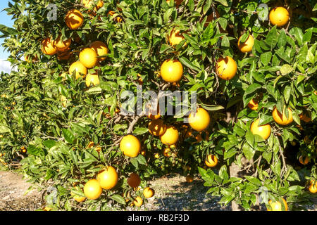 La maturazione delle arance su albero nel frutteto, la regione di Valencia, Spagna Foto Stock