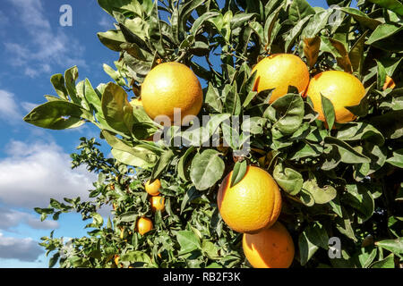 La maturazione delle arance sul ramo di albero, Valencia Spagna Foto Stock