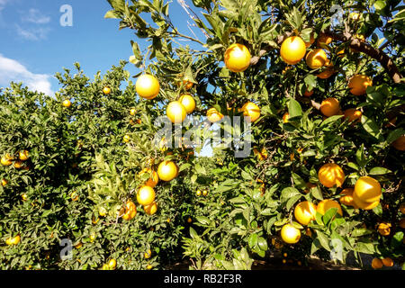 Arance sugli alberi, Valencia Spagna Foto Stock