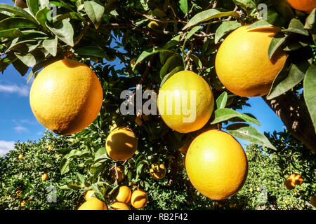 La maturazione delle arance sul sole nel frutteto, Valencia, Spagna Foto Stock