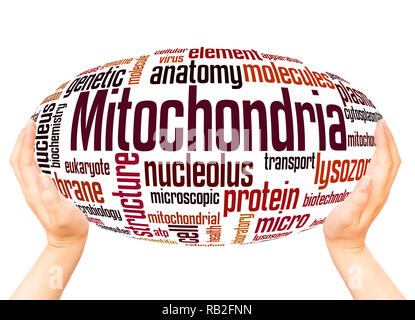 Mitocondri word cloud sfera mano concetto su sfondo bianco. Foto Stock