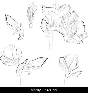 Monocromatico linea amaryllis disegni, isolato Illustrazione Vettoriale