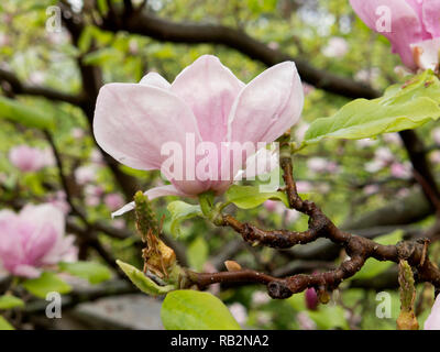 Magnolia rosa in fiore. Foto Stock