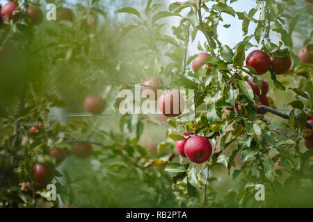 Le mele rosse pendono da alberi di mele in un frutteto biologico Foto Stock