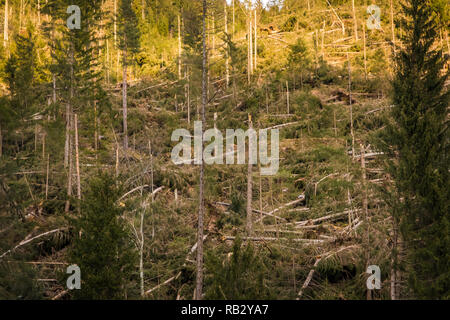 Traversata alpina del ciclone Adrian (noto anche con il nome di Vaia) la tempesta Vaia ha causato notevoli danni alle foreste italiane, soprattutto nel nord-est d'Italia. Ottobre 2018 Foto Stock