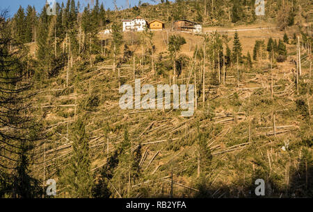 Traversata alpina del ciclone Adrian (noto anche con il nome di Vaia) la tempesta Vaia ha causato notevoli danni alle foreste italiane, soprattutto nel nord-est d'Italia. Ottobre 2018 Foto Stock