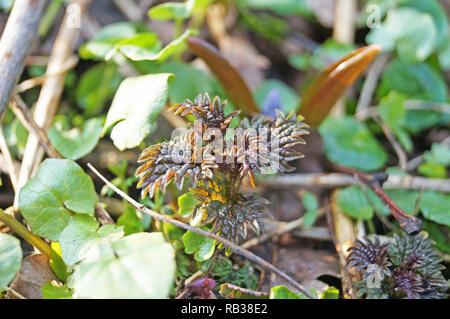 I germogli di giovani ortica su un soleggiato prato primavera in erba verde Foto Stock