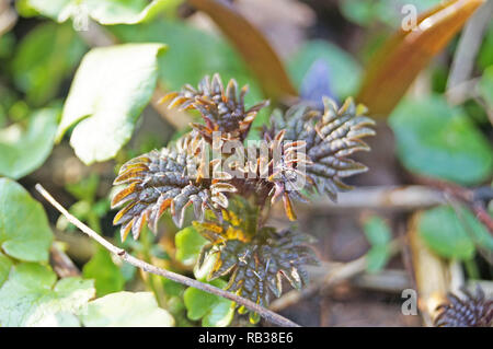 I germogli di giovani ortica su un soleggiato prato primavera in erba verde Foto Stock