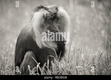 Vicino la foto di un Leone coda Macaque Foto Stock