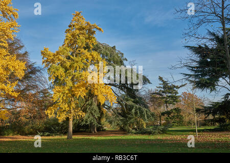 Ginkgo biloba tree kew gardens Foto Stock