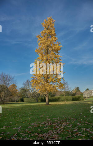 Ginkgo biloba tree kew gardens Foto Stock