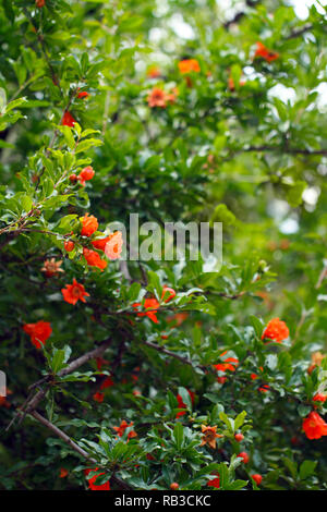 Fiore di melograno sfondo verde Foto Stock