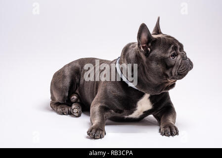 Ritratto di bulldog francese cercando curiosi di lato destro mentre che stabilisce. Studio shot isolata contro uno sfondo bianco. Copia spazio disponibile per uso commerciale e pubblicitario Foto Stock