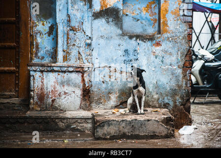 Street dog sitter per le strade di New Delhi in India con una parete blu dietro come sfondo. Il cane è nero e il bianco macchiato e sta cercando triste Foto Stock