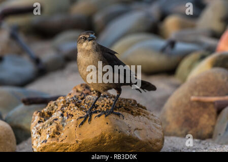 Grande femmina Tailed Grackle uccello appollaiato sulla roccia bagnata mentre cerchi di distanza a destra. Foto Stock