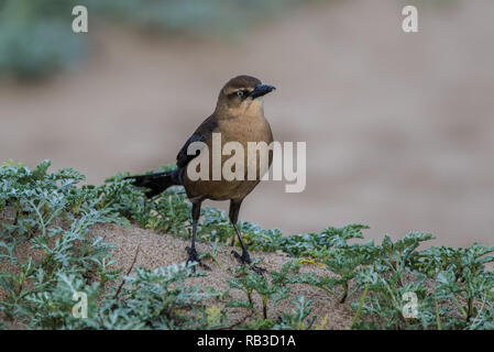 Grande femmina Tailed Grackle uccello appollaiato sul tumulo di sabbia mentre cerchi di distanza a destra. Foto Stock