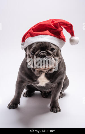 Ritratto di un adorabile bulldog francese che indossa un Berretto di Babbo Natale cercando di fotocamera. Concetto straordinario per pubblicizzare pedigree o cibo canino Foto Stock