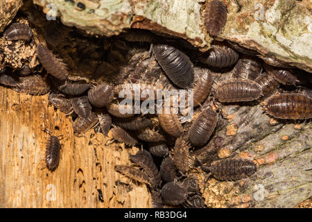 Sowbugs (Oniscus spp.) Foto Stock