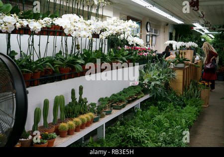 Fiori in vendita nel negozio di New York del distretto di fiori. Manhattan.New York City.USA Foto Stock