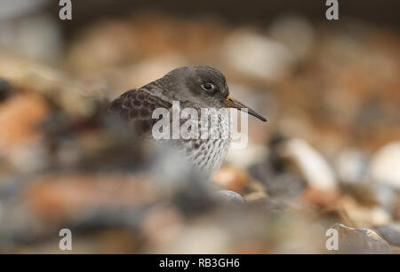 Una bella viola Sandpiper, Calidris maritima in appoggio tra i ciottoli sulla spiaggia a marea alta. Si è in attesa che la marea di girare in modo che possa avviare Foto Stock