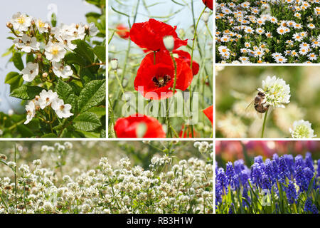 Collage di fiori di primavera e la natura Foto Stock