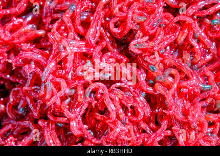Piccolo bloodworm -rosso larve di zanzara close-up. Usato come mangime per pesci e pesca Foto Stock