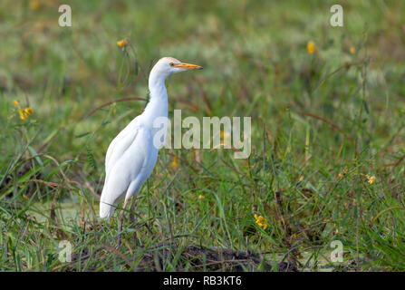 Bellissimo uccello airone guardabuoi famiglia ardeidi(Bubulcus ibis) in Moremi Game Reserve, Botswana Africa safari wildlife Foto Stock