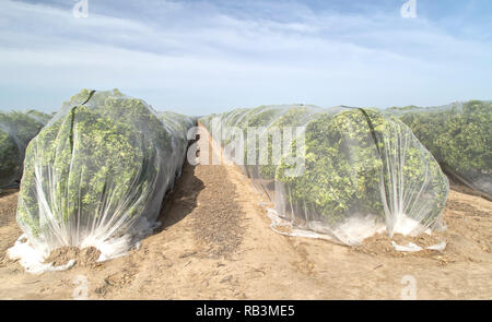 Il Netting proteggere 'Clementina' mandarin orchard contro l'impollinazione incrociata di frutta, polietilene maglia fine pezza. Foto Stock