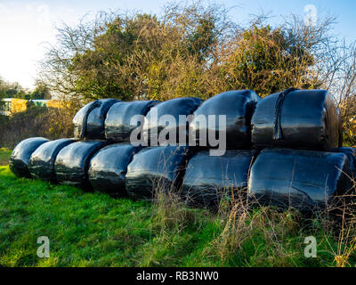 In plastica nera avvolta di fieno o balle di paglia per l'inverno di mangime animale in una fattoria via nel North Yorkshire Foto Stock