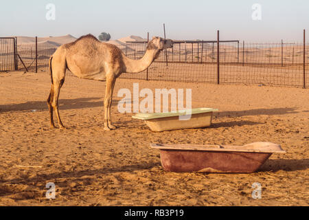Wild cammelli nel deserto di Al Khatim ad Abu Dhabi, Emirati Foto Stock