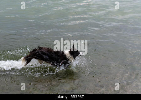 Il pastore australiano cane gioca e galleggia nel lago. Foto Stock