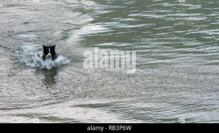 Il pastore australiano cane gioca e galleggia nel lago. Foto Stock