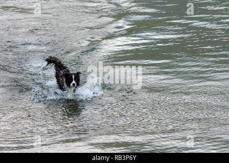 Il pastore australiano cane gioca e galleggia nel lago. Foto Stock