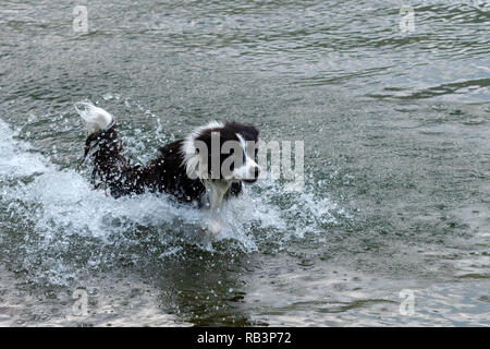 Il pastore australiano cane gioca e galleggia nel lago. Foto Stock