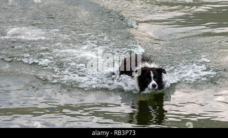 Il pastore australiano cane gioca e galleggia nel lago. Foto Stock