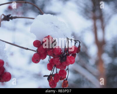 Red grappoli di bacche di viburnum coperte di neve. Paesaggio invernale. Foto Stock