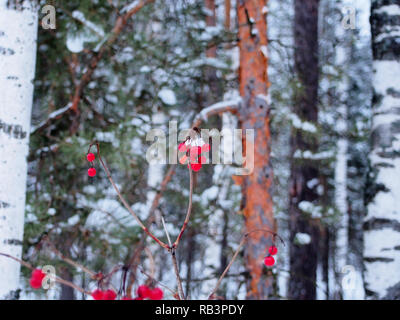 Red grappoli di bacche di viburnum coperte di neve. Paesaggio invernale. Foto Stock